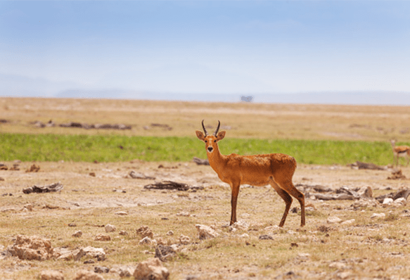 A partnership to save the endangered roan antelope